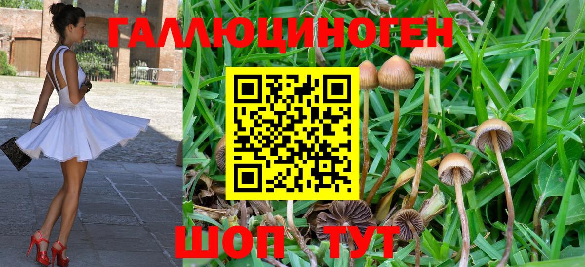 Якутск  Галлюциногенные грибы Psilocybe  Вход с VPN  Галлюциногенные грибы прущие грибы 